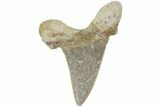 Serrated Sokolovi (Auriculatus) Shark Tooth - Dakhla, Morocco #225223-1